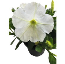 Hängepetunie Petunia-Cultivars Ø 12 cm Topf sortiert