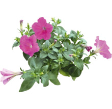 Hängepetunie Petunia-Cultivars Ø 12 cm Topf sortiert