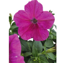 Nahaufnahme einer pinkfarbenen Petunienblüte mit grünen Blättern