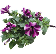 Petunien mit Blättern und Blüten