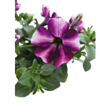 Hängepetunie Petunia-Cultivars Ø 12 cm Topf sortiert