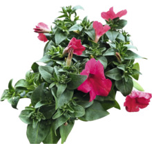 Hängepetunie Petunia-Cultivars Ø 12 cm Topf sortiert