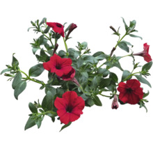 Hängepetunie Petunia-Cultivars Ø 12 cm Topf sortiert