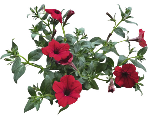 Aufnahme einer Petunie mit roten Blüten und grünen Blättern.