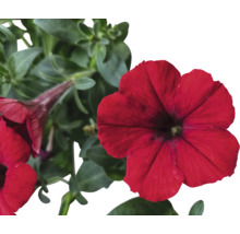 Rote Petunienblüten mit grünen Blättern