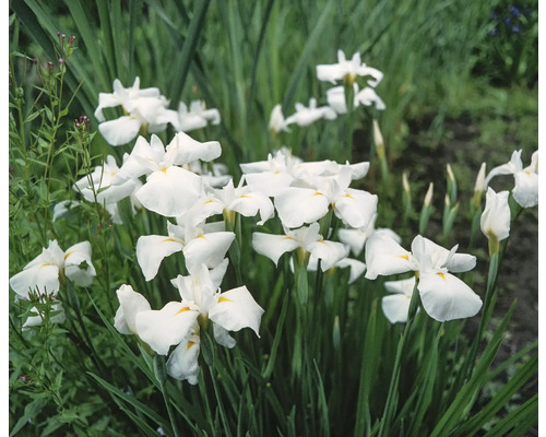 Weiße Wasserschwertlilie FloraSelf Iris kaempferi White H 5-20 cm Ø 9 cm Topf Gruppe weißer Schwertlilien im Garten.