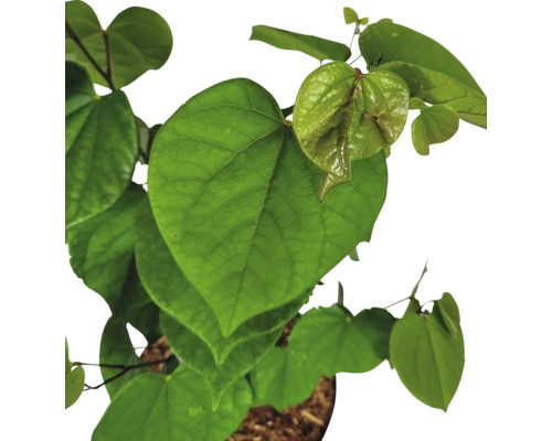 Judasbaum Cercis chinensis 'Avondale' H 40-60 cm Co 5 L