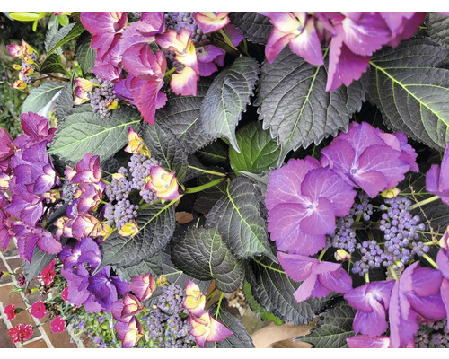 Tellerhortensie lila FloraSelf Hydrangea macrophylla H 30-40 cm Co 5 L, mit schwarzgrünem Laub Nahaufnahme von Hortensienblüten mit Blättern