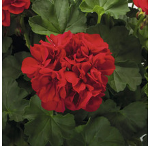 Rote Geranienblüte mit grünen Blättern