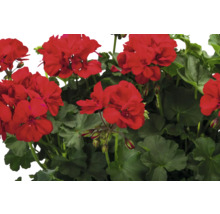 Geranien mit roten Blüten und grünen Blättern.