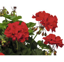 Geranie mit roten Blüten und grünen Blättern