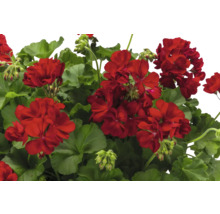 Nahaufnahme einer roten Geranienblüte mit grünen Blättern.