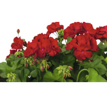 Geranienblüten mit grünen Blättern und Knospen
