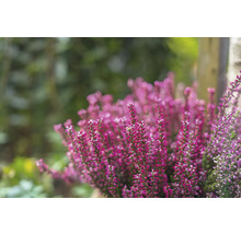 Nahaufnahme von rosafarbenen Heidekrautblüten im Garten.