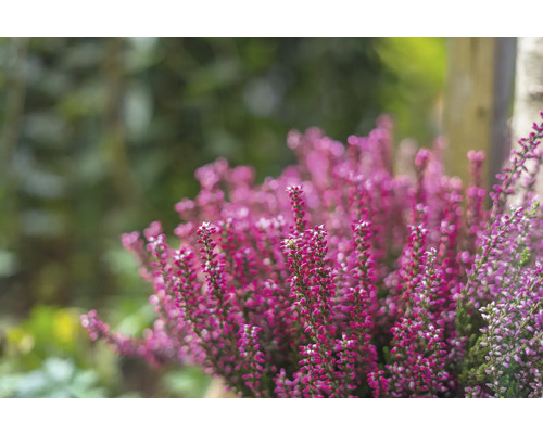 Besenheide Trio FloraSelf Calluna vulgaris Gardengirls® 'Lönneby' Ø 17 cm Topf Nahaufnahme von rosafarbenen Heidekrautblüten im Garten.