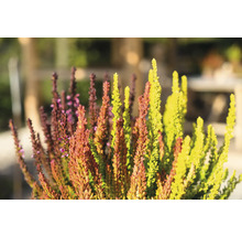 Besenheide im Detail