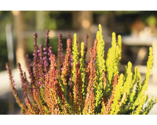 Besenheide im Detail