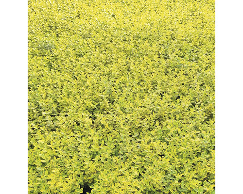 Nahaufnahme von Heckenpflanzen im Garten.