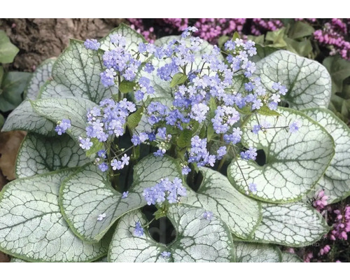 Blütenstände der Kaukasusvergissmeinnicht-Pflanze mit silbernem Trugkraut