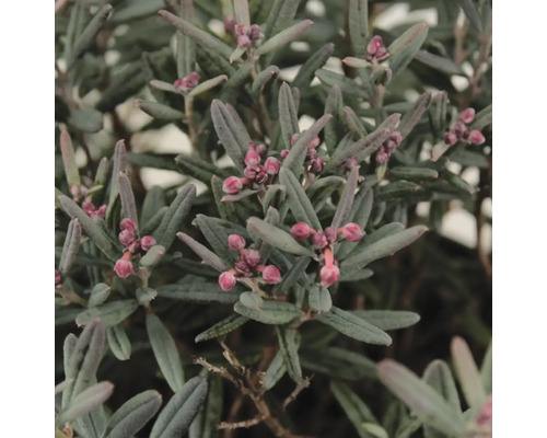 Detailaufnahme einer Sumpfporst Pflanze mit Blättern und Blütenknospen.