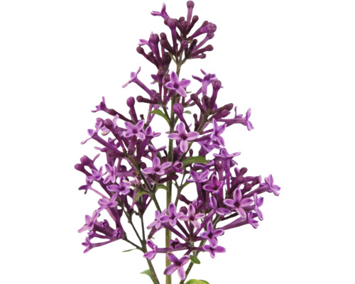 Nahaufnahme von lila Fliederblüten