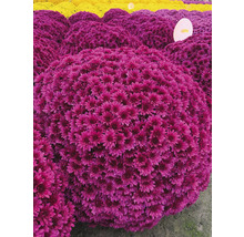 Nahaufnahme von lila Chrysanthemenblüten