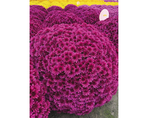Nahaufnahme von lila Chrysanthemenblüten