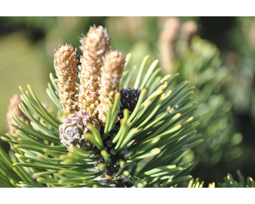 Nahaufnahme von Kiefernnadeln und Zapfen