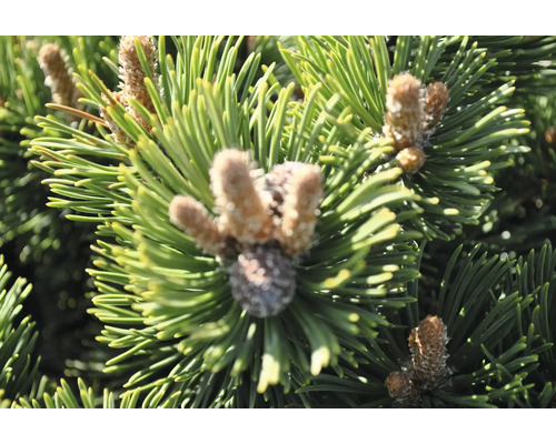 Nahaufnahme von Kiefernnadeln und Zapfen.