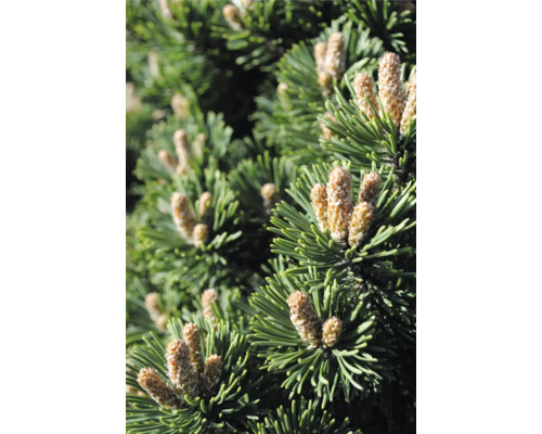 Nahaufnahme von Kiefernzweigen mit Zapfen