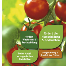 Tomatenpflanze mit Hinweisen zu Wachstum, Humusbildung, organischen Rohstoffen und Ertragssteigerung.