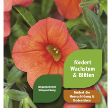 Nahaufnahme einer Petunienblüte mit Hinweisen auf Wachstum und Düngung