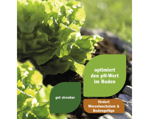 Salatpflanze im Garten mit Hinweisen zur Bodenverbesserung: Optimiert den pH-Wert, ist gut streubar und fördert Wurzelwachstum sowie Bodengefüge.