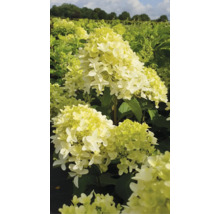 Rispenhortensie im Gartenbeet