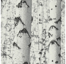 Nahaufnahme von Birkenstämmen