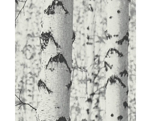 Nahaufnahme von Birkenstämmen