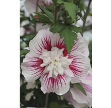 Nahaufnahme einer Hibiskusblüte mit weissen Blütenblättern und roten Streifen