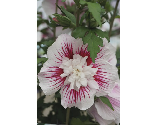 Nahaufnahme einer Hibiskusblüte mit weissen Blütenblättern und roten Streifen