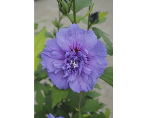 Nahaufnahme einer einzelnen Hibiskusblüte