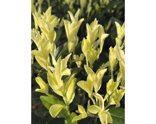 Spindelstrauch, Japanischer Spindelstrauch FloraSelf Euonymus Japonicus 'Extravaganza' Co 5 L Laubschön Immergrüner Spindelstrauch mit gelbgrünen Blättern