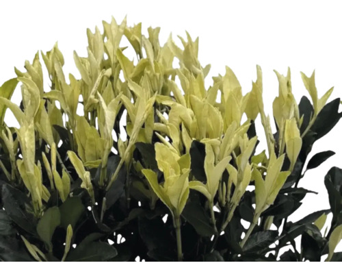 Immergrüner Spindelstrauch mit Blättern