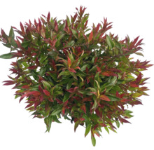Photinia mit roten und grünen Blättern