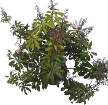 Blick von oben auf eine Schefflera Pflanze mit grünen Blättern und Blütenständen