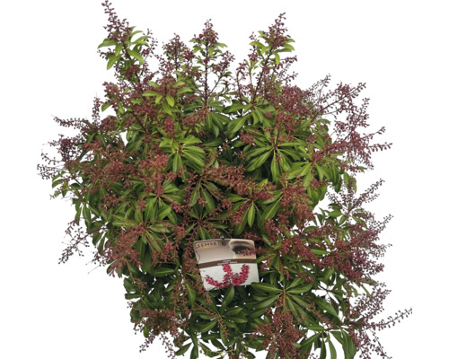 Japanische Lavendelheide, Schattenglöckchen FloraSelf Pieris japonica 'Passion' Co 10 L Laubschön, buschig Schirmperlstrauch mit Blättern und Blütenständen