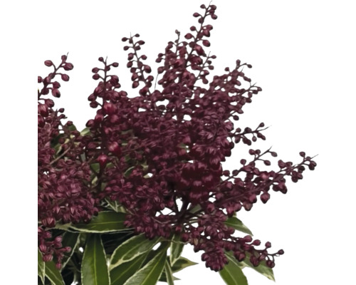 Pflanze mit dunkelroten Blütenständen und grünen Blättern