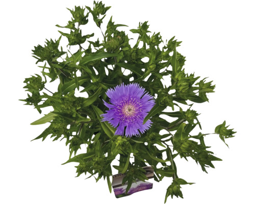 Kornblumen-Aster FloraSelf Stokesia laevis 'Purple Parasols' H 10-60 cm Co 3 L Flockenblume mit lila Blüte und grünen Blättern