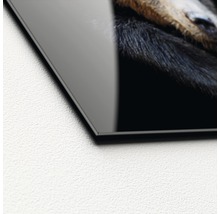 Glasbild Portrait of a bear 50x50 cm