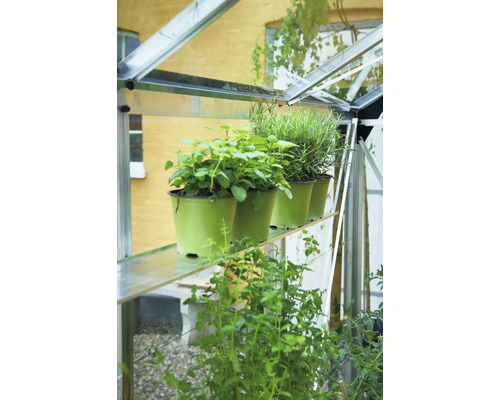 Innenansicht eines Gewächshauses mit Kräutern in Töpfen auf einem Regal.