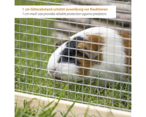 Meerschweinchen hinter einem Drahtgitter mit 1 Zentimeter Maschenweite