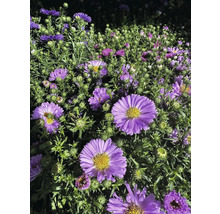 Nahaufnahme von lila Herbstastern im Gartenbeet
